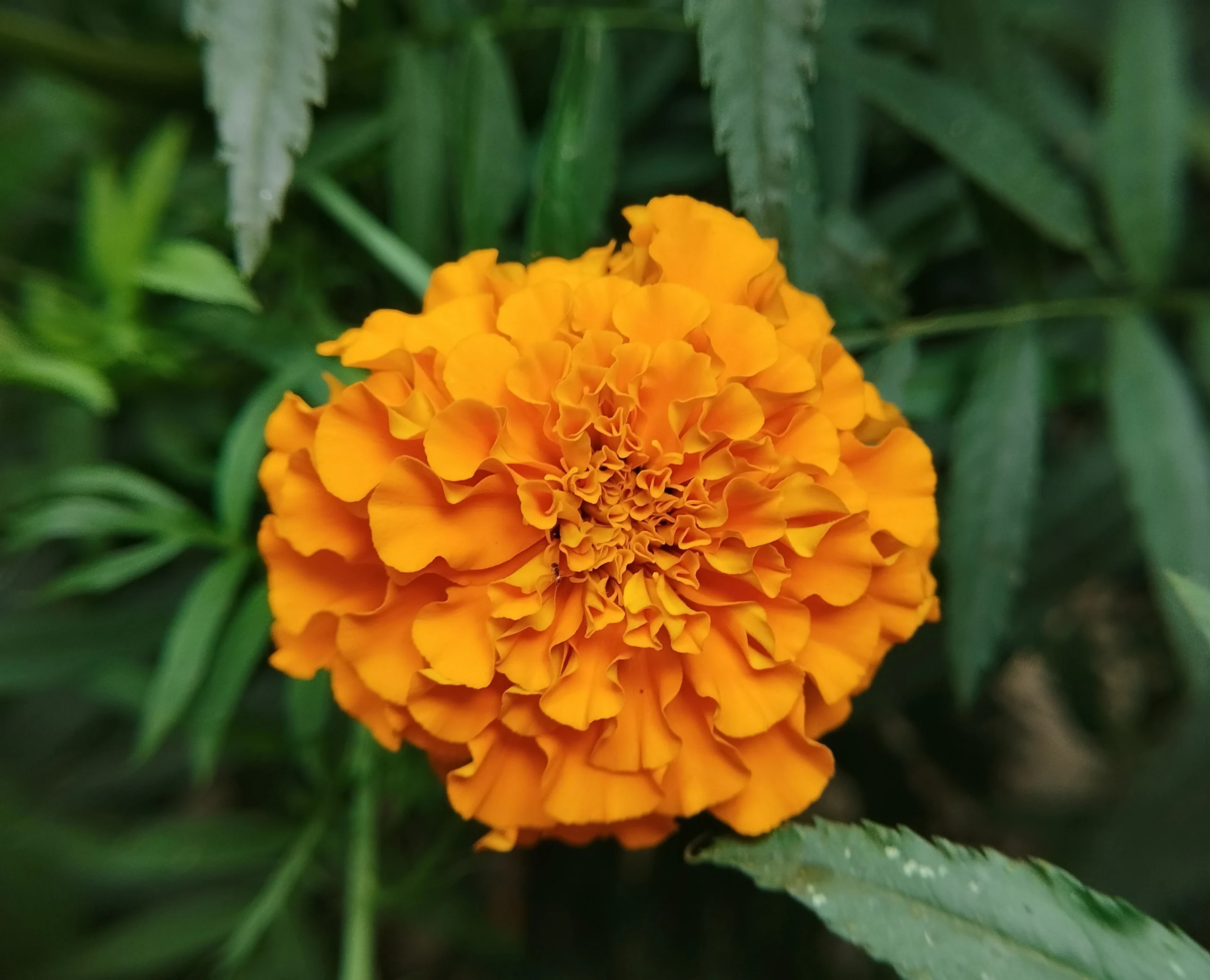 Flowering