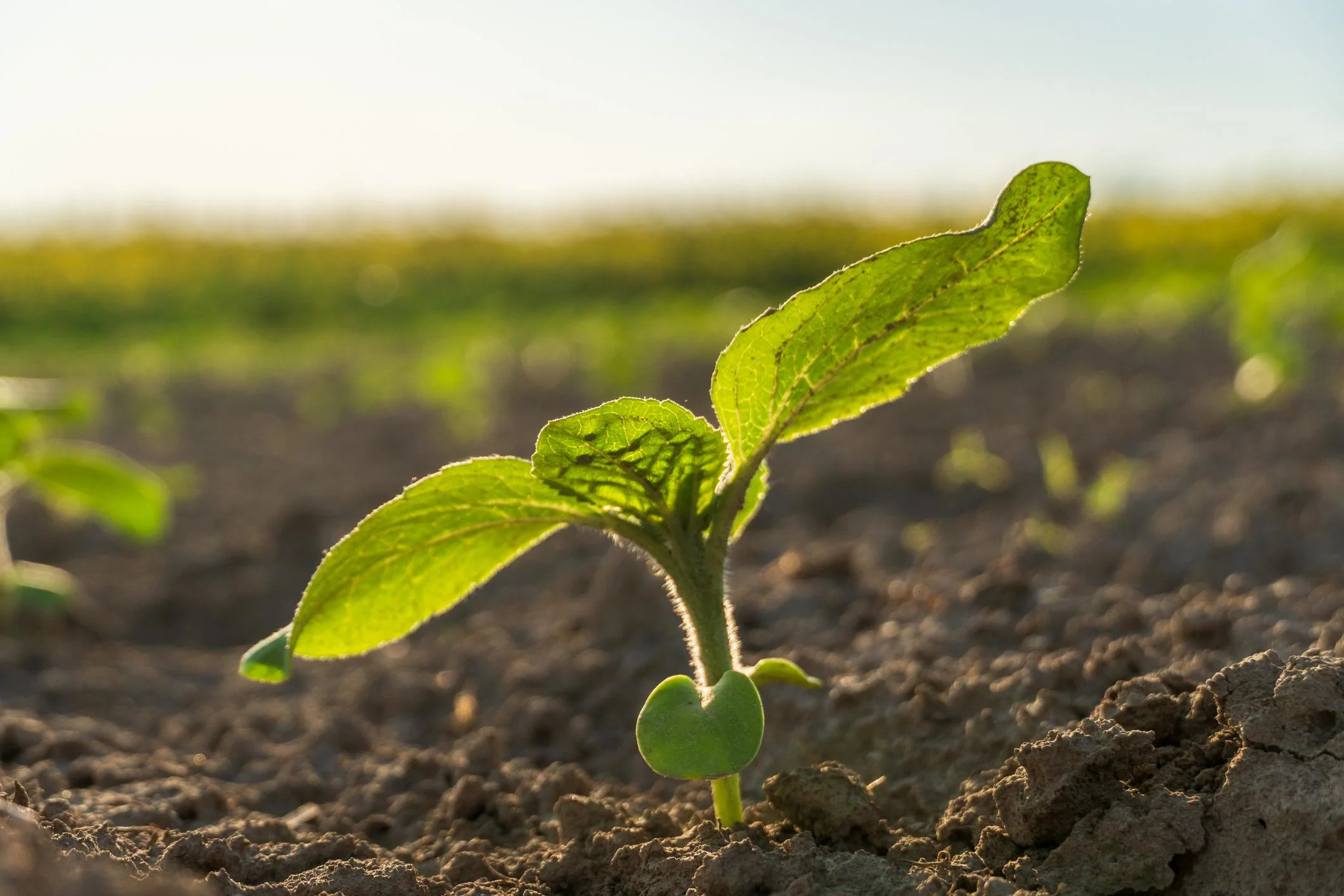 Plant Growth