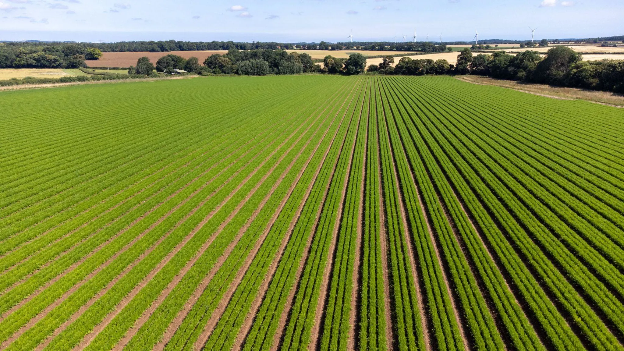 Velfert crop field at sunset