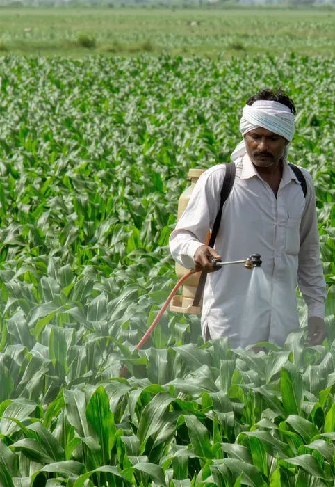 Farmer spraying crop nutrition on a green maize field